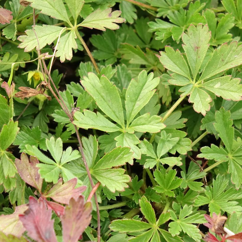 Potentilla verna (Fogliame)