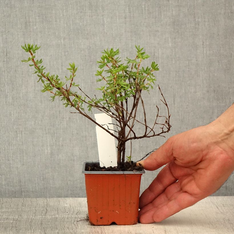 Potentille arbustive Bella Apple - Potentilla fruticosa  - Godet de 8/9 cm esemplare consegnato in primavera