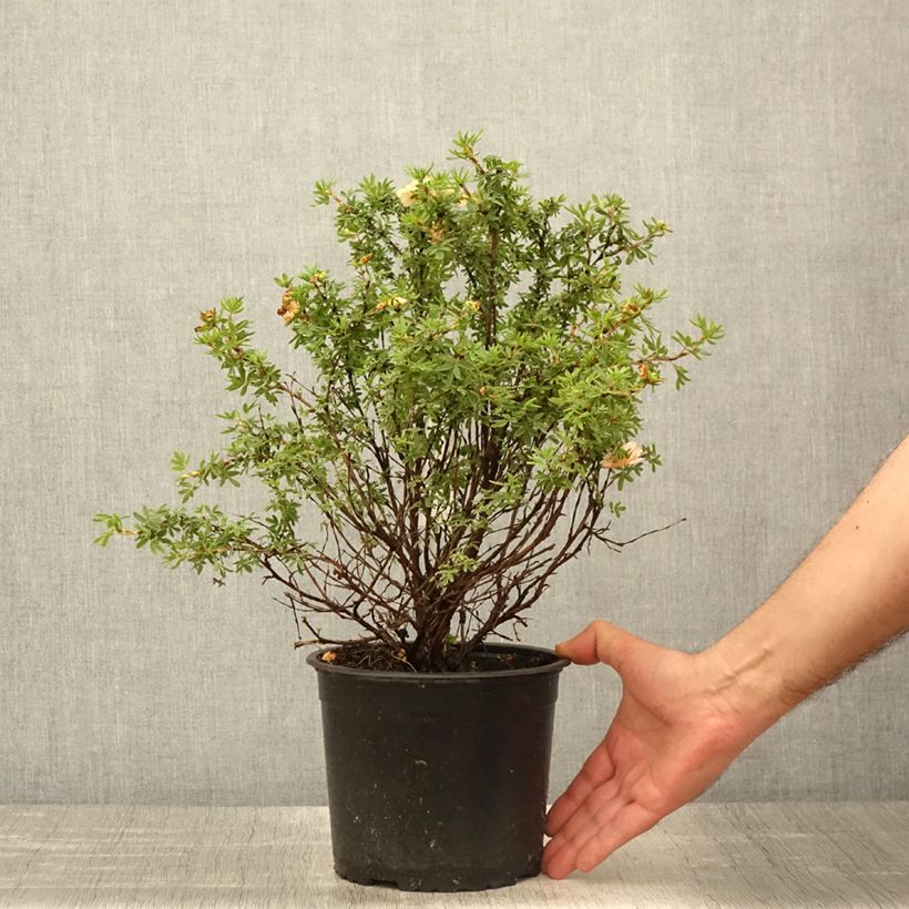 Potentille arbustive Bella Apple - Potentilla fruticosa  - Pot de 3L/4L esemplare consegnato in primavera