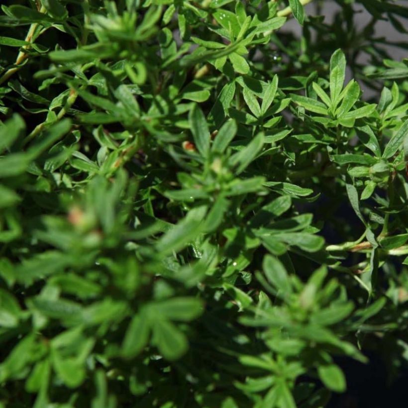 Potentilla fruticosa Bella Sol (Fogliame)