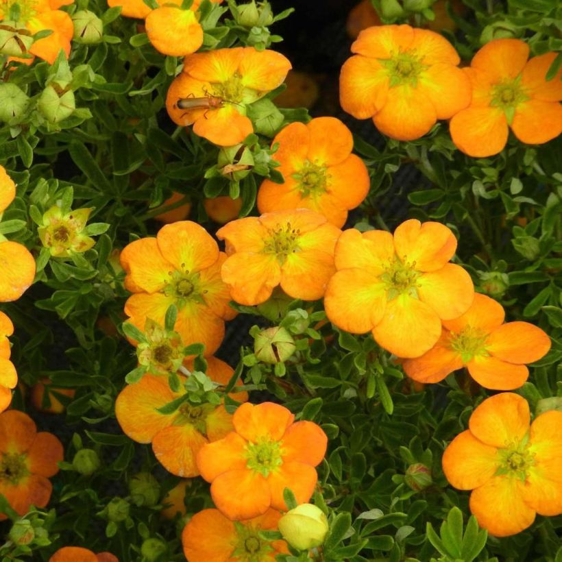 Potentilla fruticosa Bella Sol (Fioritura)