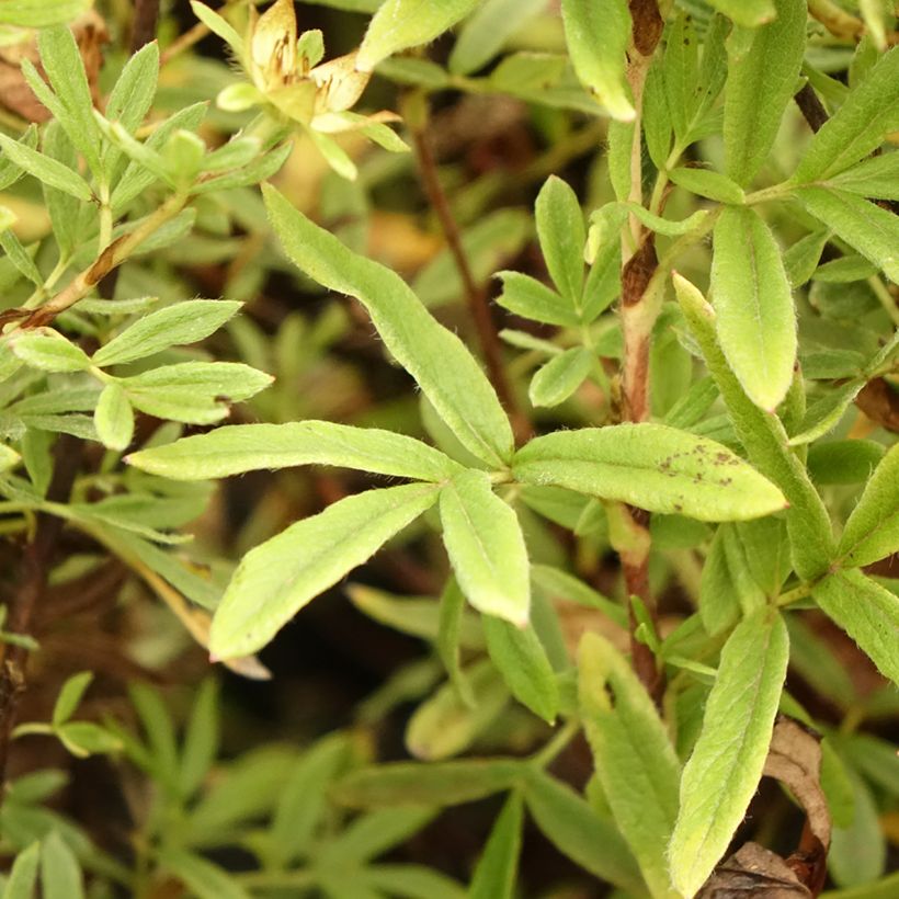 Potentilla fruticosa Creamissima (Fogliame)