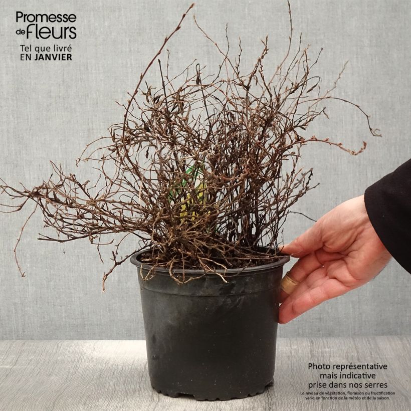 Potentille arbustive - Potentilla fruticosa Elisabeth en pot de 2L/3L esemplare consegnato in inverno