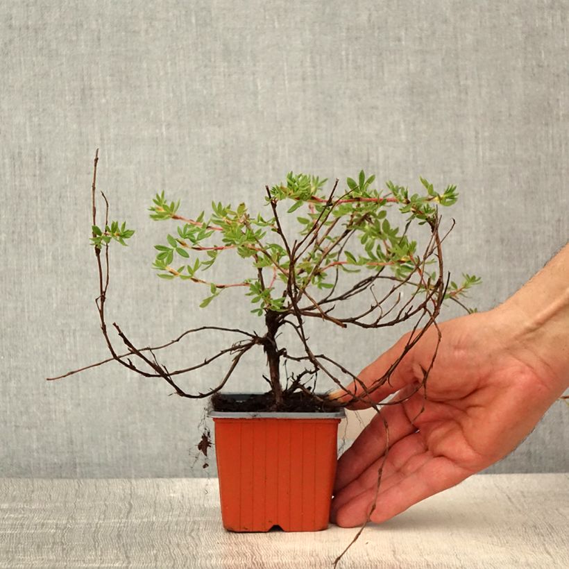 Potentille arbustive - Potentilla fruticosa Elisabeth - Godet de 8/9 cm esemplare consegnato in primavera