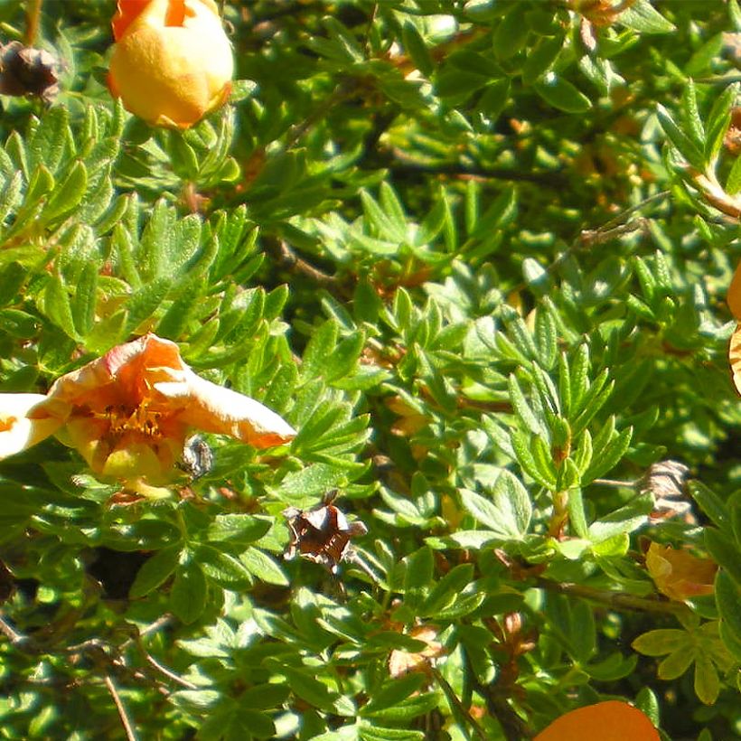 Potentilla fruticosa Solar'issima (Fogliame)