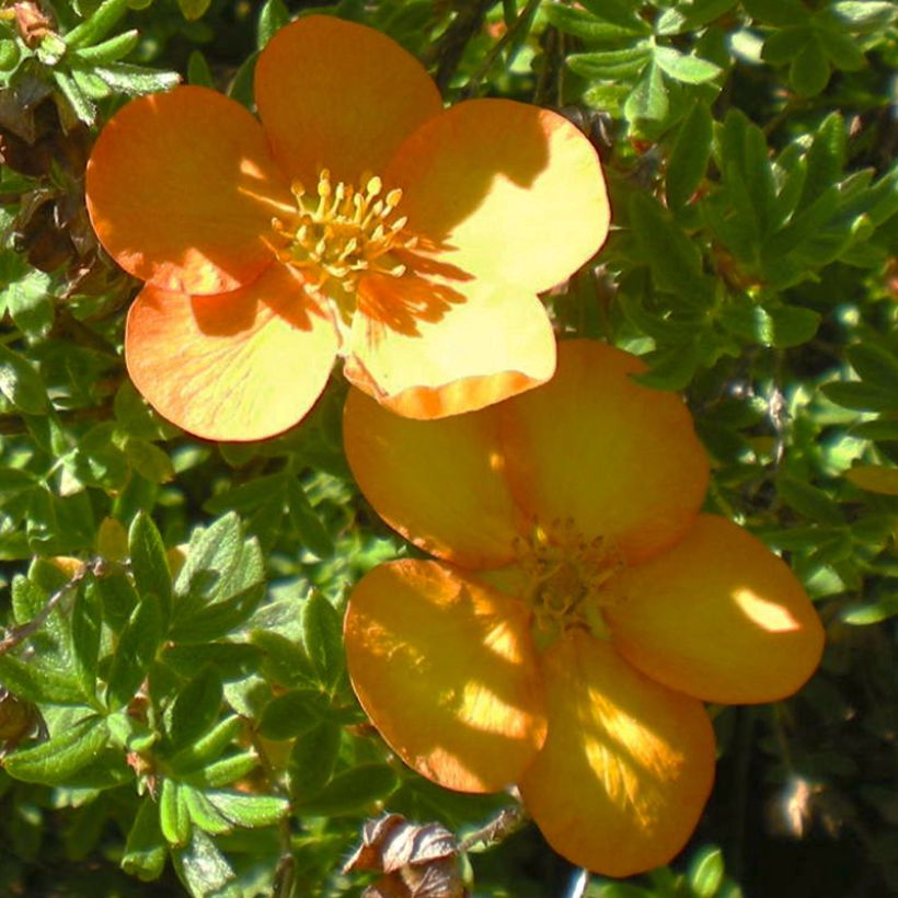 Potentilla fruticosa Solar'issima (Fioritura)