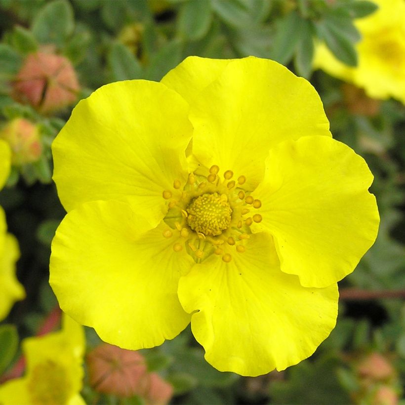 Potentilla fruticosa - Cinquefoglio cespuglioso (Fioritura)