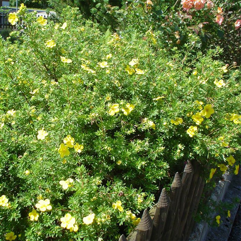 Potentilla fruticosa - Cinquefoglio cespuglioso (Porto)