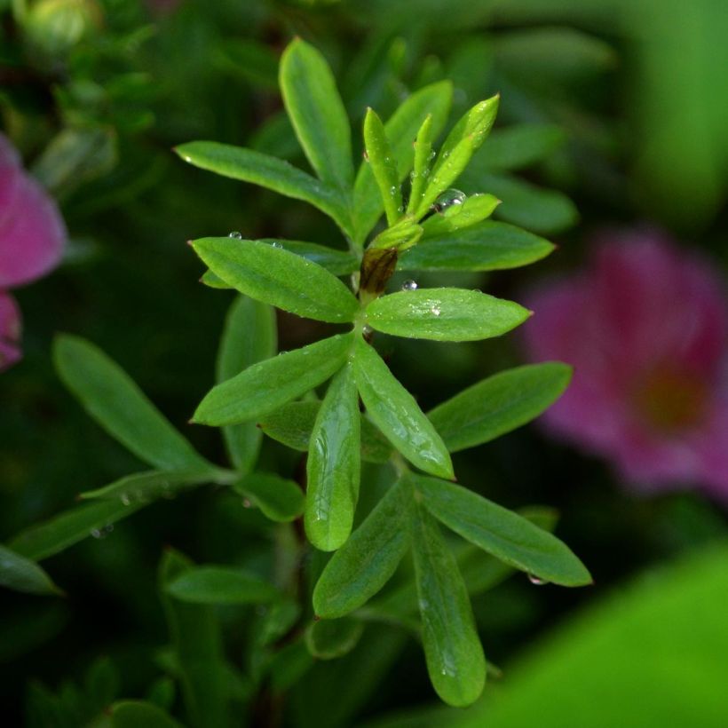 Potentilla fruticosa Pink Paradise (Fogliame)