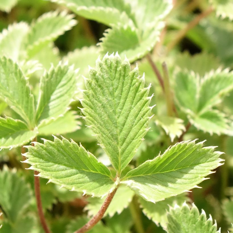 Potentilla atrosanguinea - Cinquefoglia (Fogliame)