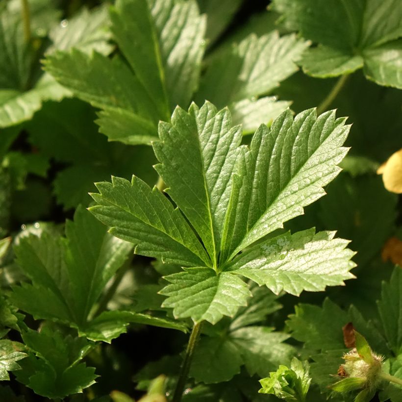 Potentilla tonguei (Fogliame)