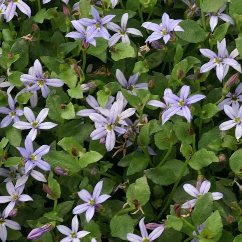 Pratia pedunculata County Park (Fogliame)