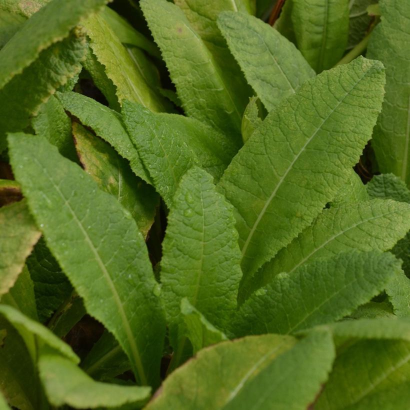 Primula bulleyana (Fogliame)