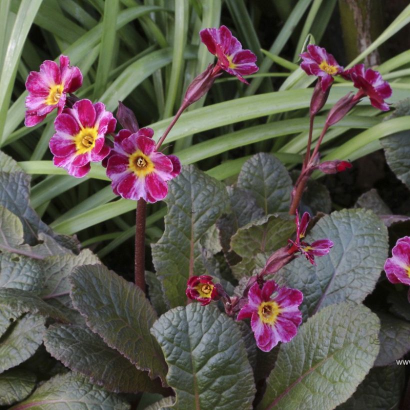 Primula polyanthus Dark Rosaleen (Fioritura)