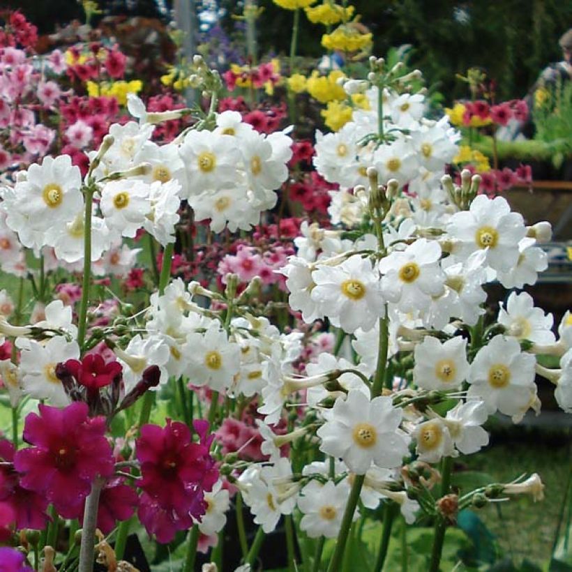 Primula japonica Alba - Primula giapponese (Fioritura)