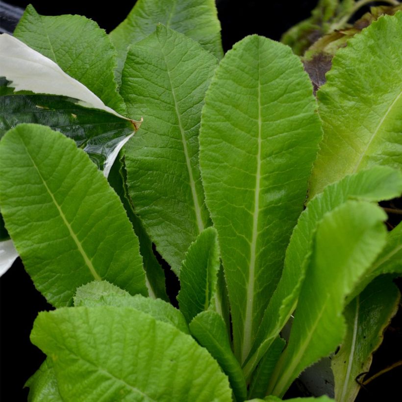 Primula denticulata Alba (Fogliame)