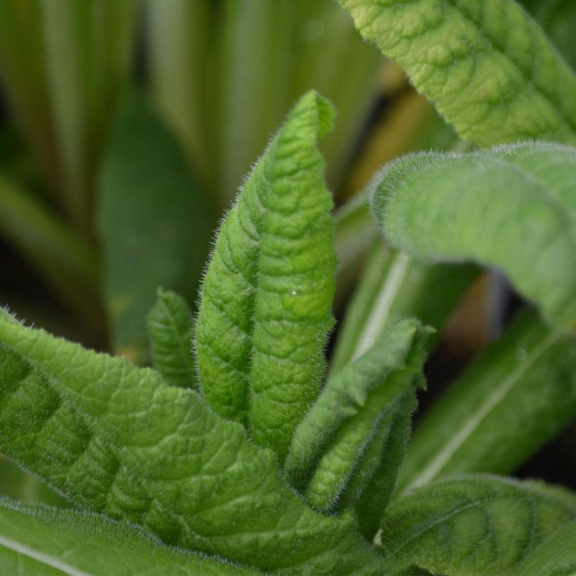 Primula vialii (Fogliame)