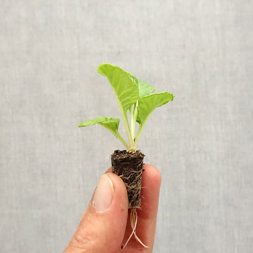 Esemplare di Primevère Rosebud F1 White - Primula vulgaris - Mini-motte Ø 1,5/2,5 cm come consegnato in autunno