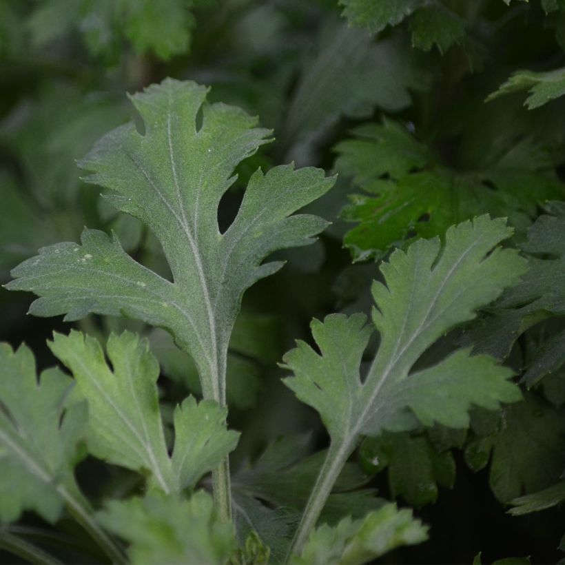 Chrysanthemum rubellum Mary Stoker - Crisantemo (Fogliame)