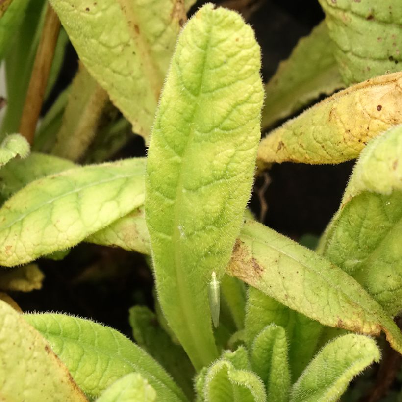 Primula vialii Alison Holland (Fogliame)