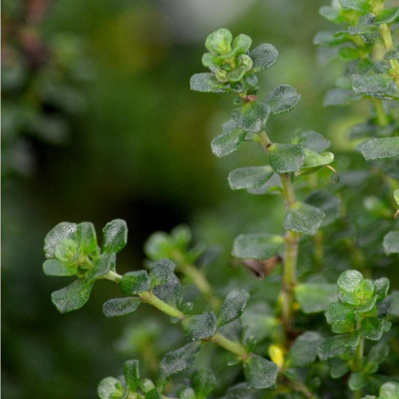 Prostanthera cuneata (Fogliame)