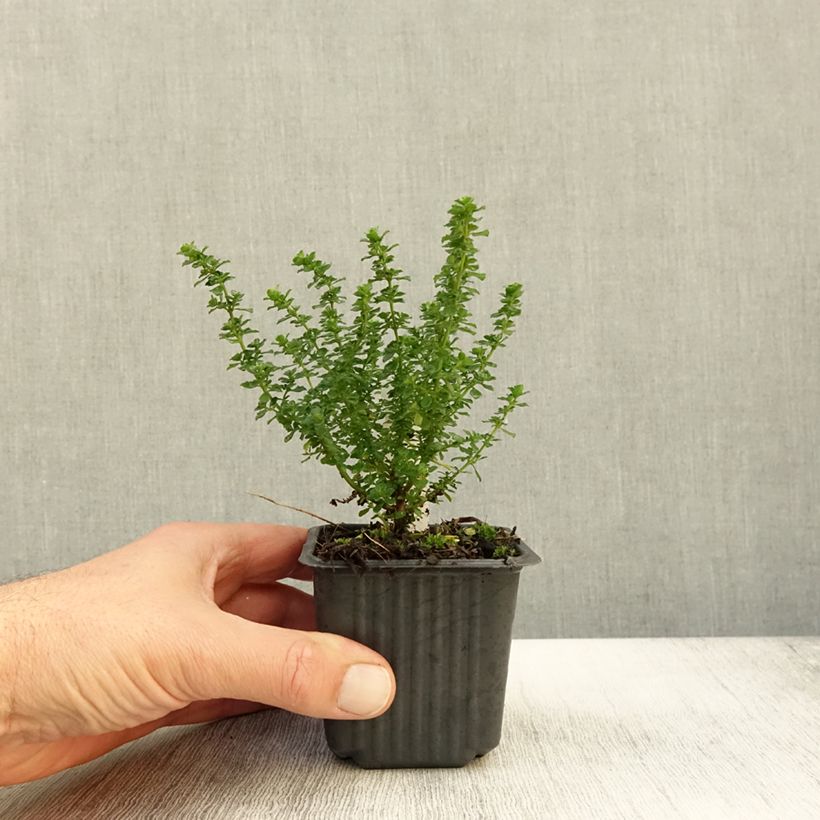 Esemplare di Prostanthera cuneata - Menthe Australienne - Godet de 8cm come consegnato in autunno