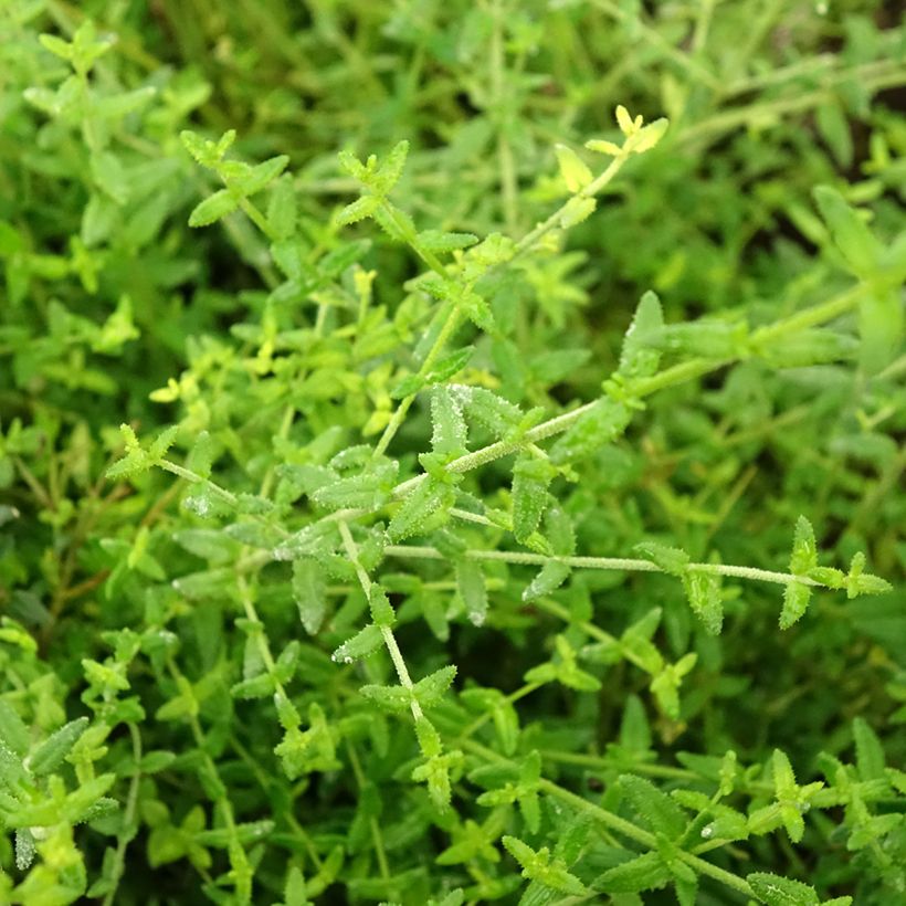 Prostanthera rotundifolia Rosetta (Fogliame)