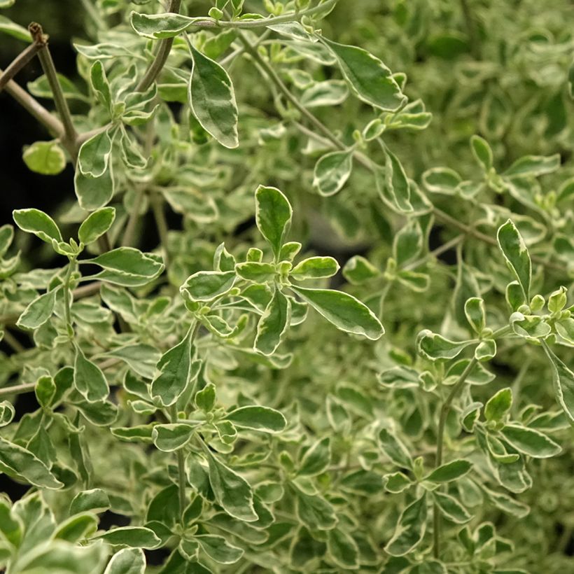 Prostanthera rotundifolia Variegata (Fogliame)