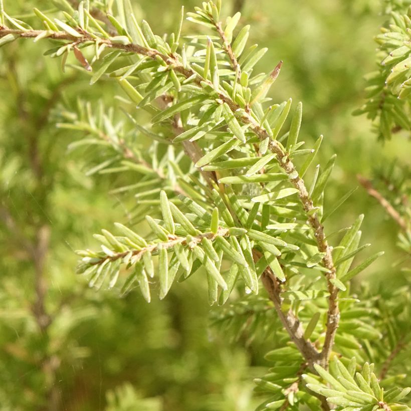 Tsuga heterophylla (Fogliame)