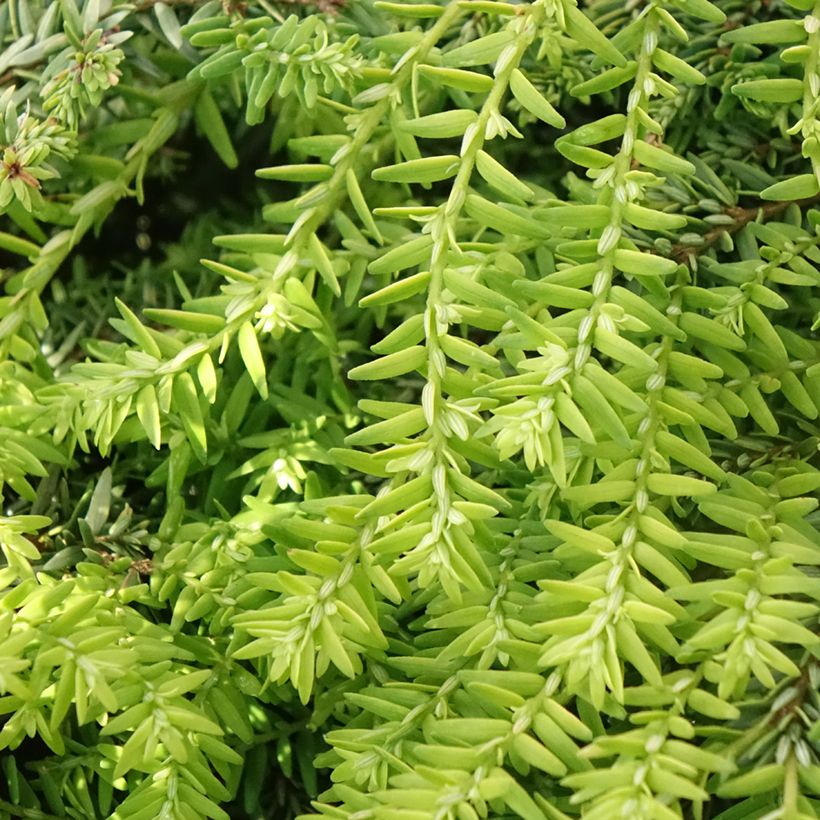 Tsuga canadensis Nana (Fogliame)