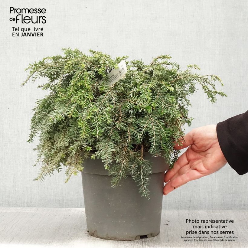 Pruche du Canada - Tsuga canadensis Nana - Pot de 4L/5L esemplare consegnato in inverno