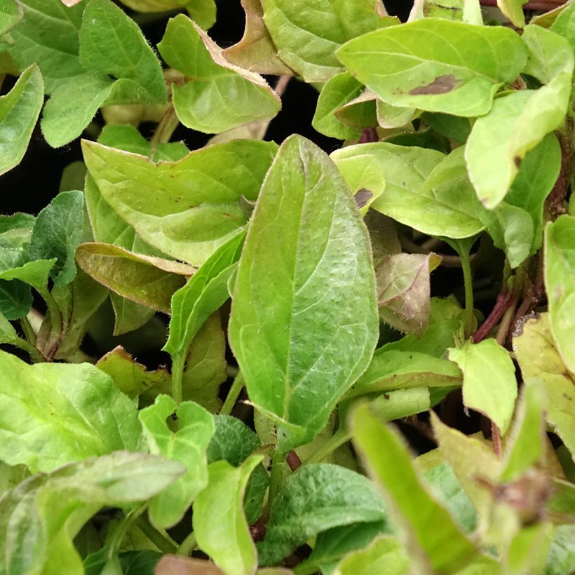 Prunella vulgaris - Brunella (Fogliame)