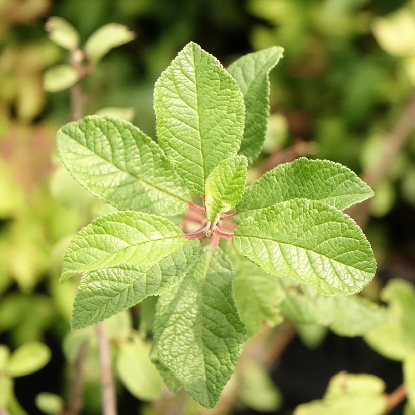 Prunus spinosa - Prugnolo selvatico (Fogliame)