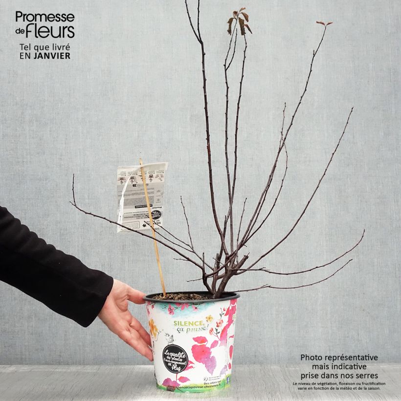 Prunier à fleurs - Prunus cerasifera Nigra Pot de 3L/4L touffe esemplare consegnato in inverno