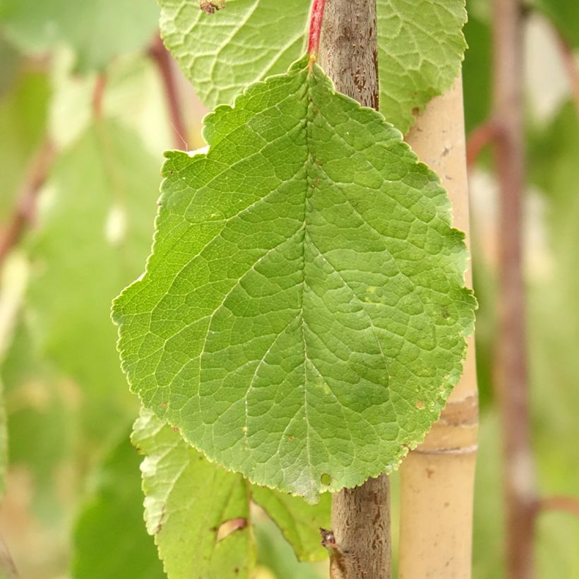 Prunus domestica Tipala - Susino (Fogliame)