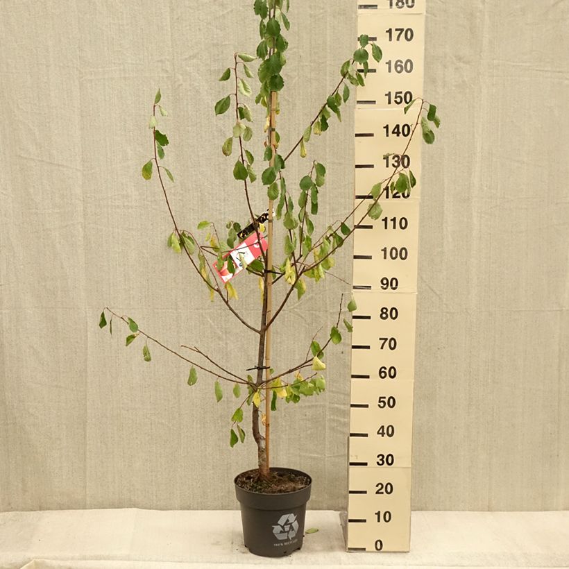 Esemplare di Prunier Tipala - Prunus domestica - Pot de 7,5L/10L come consegnato in autunno