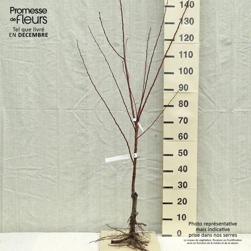 Abricotier Polonais - Gobelet 2 ans en racines nues esemplare consegnato in inverno