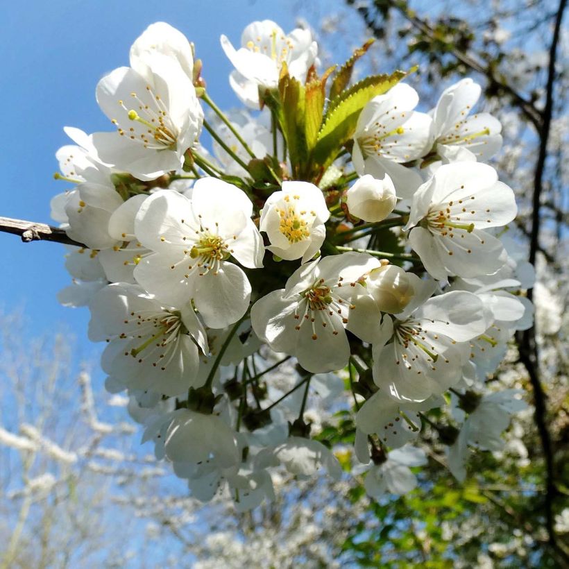 Ciliegio - Prunus avium (Fioritura)