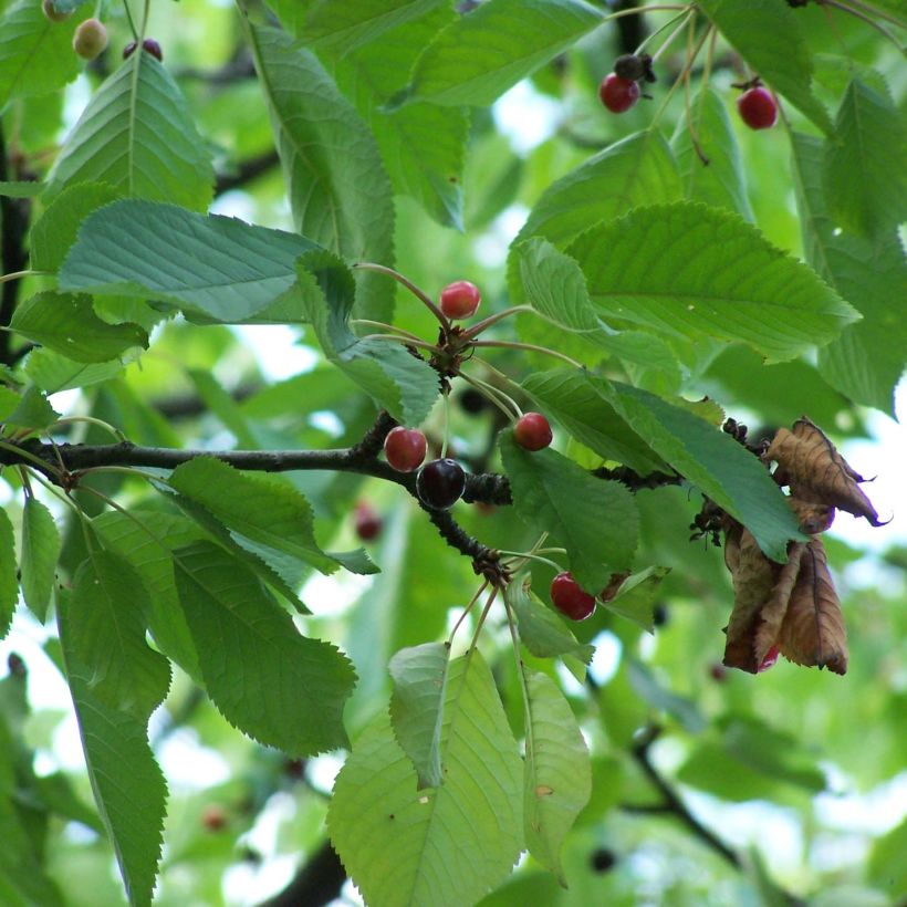 Ciliegio - Prunus avium (Fogliame)