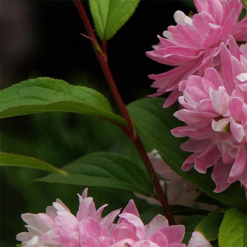 Prunus glandulosa Rosea Plena - Ciliegio da fiore (Fogliame)