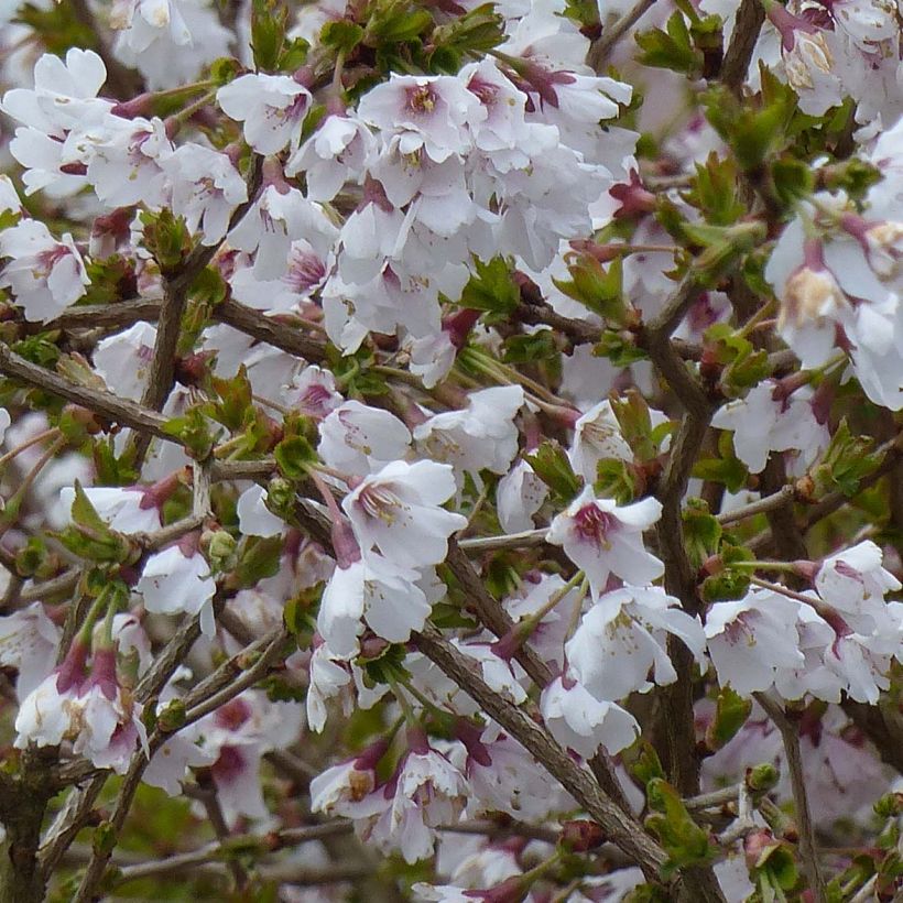 Prunus incisa Kojo no mai - Ciliegio da fiore (Fioritura)