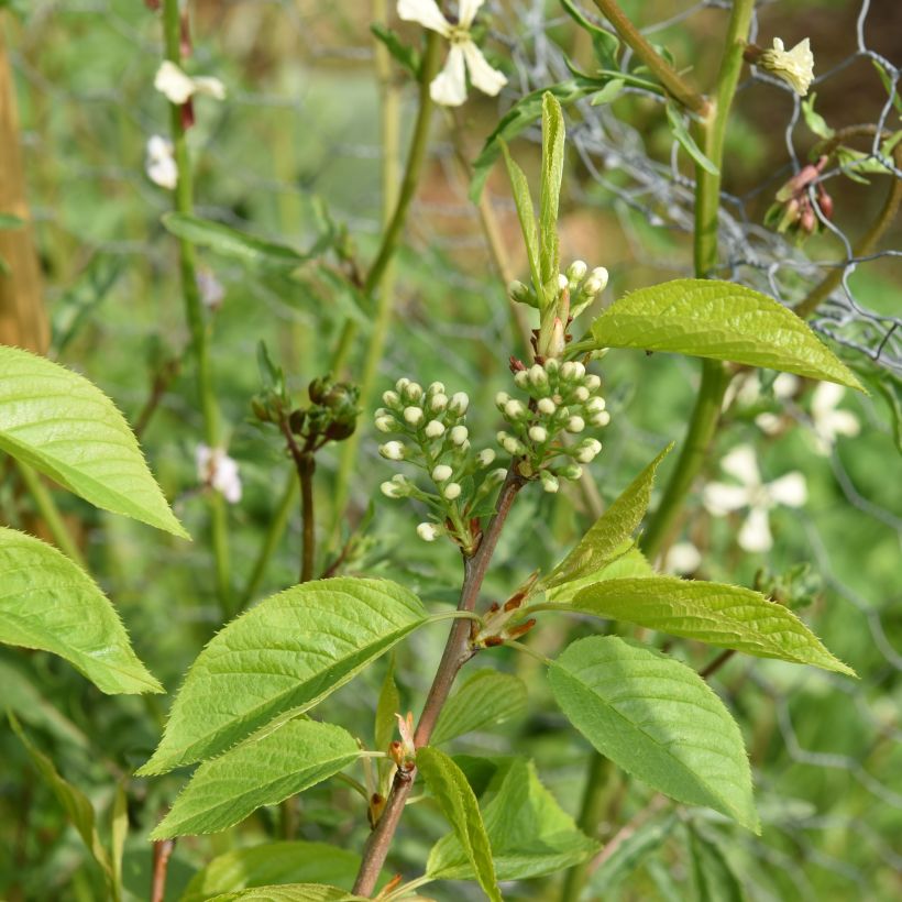 Prunus maackii Amber Beauty (Fogliame)