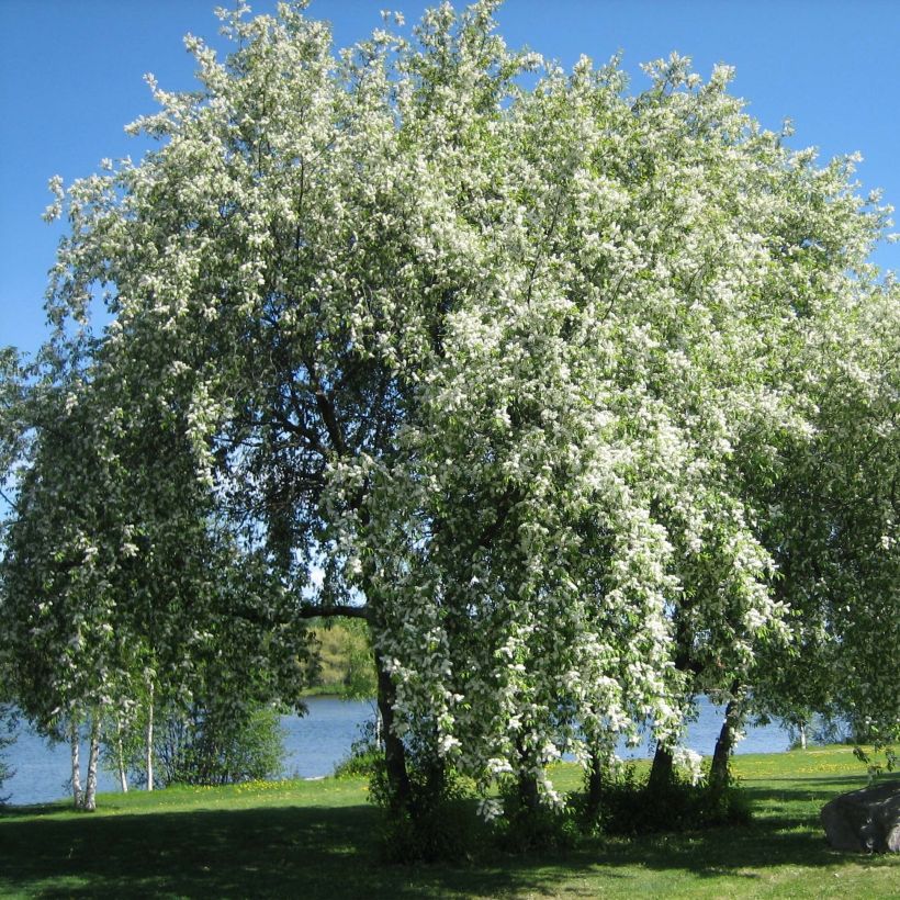 Prunus padus - Pado (Porto)