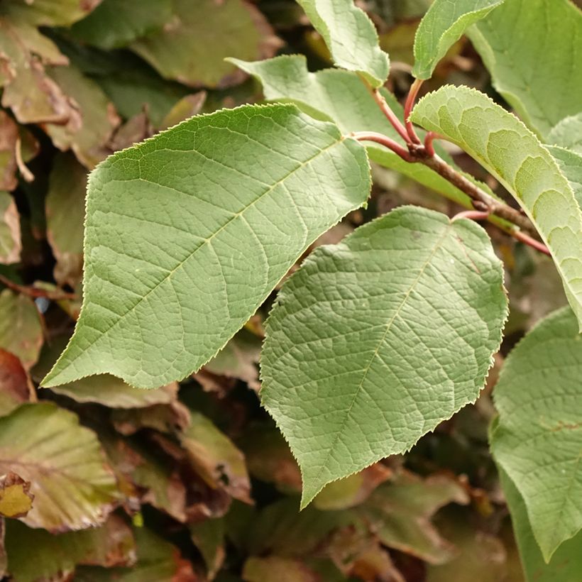 Prunus padus Le Thoureil - Pado (Fogliame)