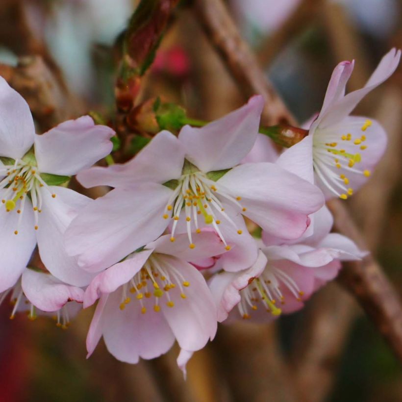 Prunus Pandora - Ciliegio da fiore (Fioritura)