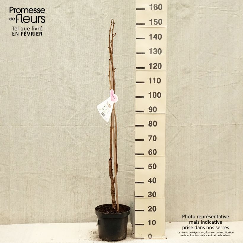 Prunus serrulata Amanogawa 100/125 en pot de 7.5L/10L esemplare consegnato in inverno