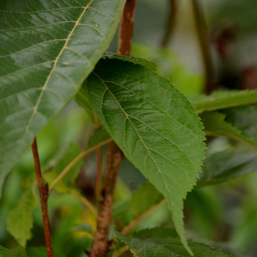 Prunus serrulata Amanogawa - Ciliegio da fiore (Fogliame)