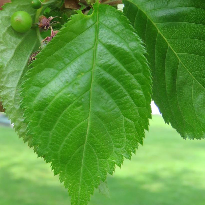 Prunus Umineko - Ciliegio da fiore (Fogliame)