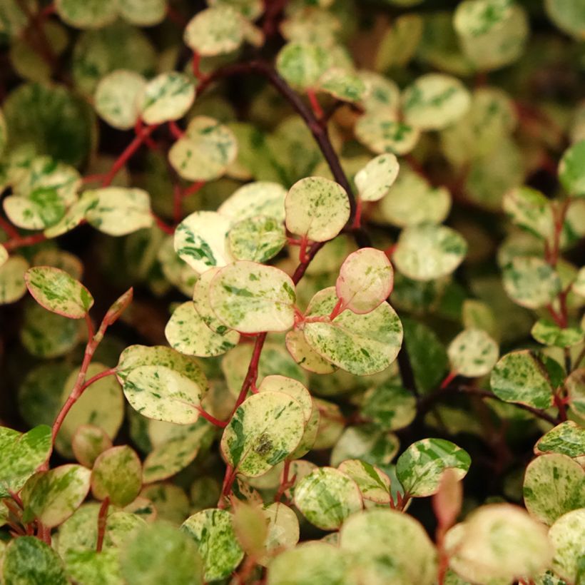 Pseudanthus tasmanicus Radiance - Ciliegio da fiore (Fogliame)