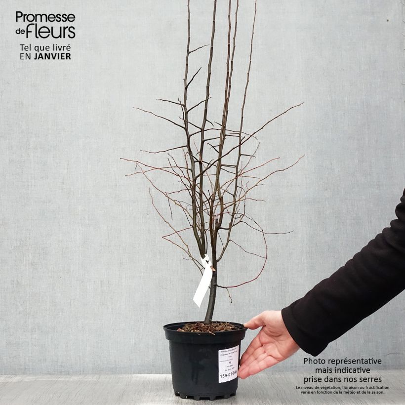 Pseudocydonia sinensis - Cognassier de Chine Pot de 3L/4L esemplare consegnato in inverno